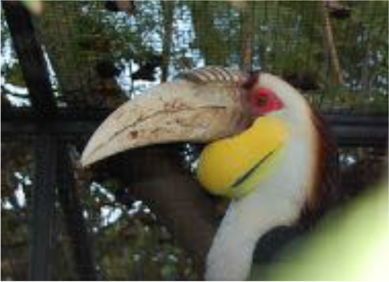 DeZoos toucan palmitos park